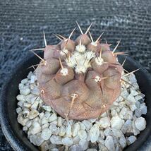 狐竜丸　実生 Copiapoa cinerea v. columna-alba_画像2