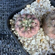 狐竜丸2本　実生 Copiapoa cinerea v. columna-alba_画像6