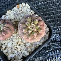 狐竜丸2本　実生 Copiapoa cinerea v. columna-alba_画像5