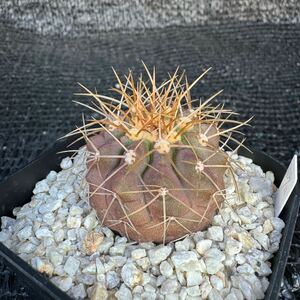 ギガンティア　実生 Copiapoa gigantea