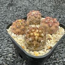 狐竜丸4本　実生 Copiapoa cinerea v. columna-alba_画像2