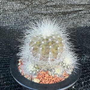 雷血丸群生　山木カキ子 Copiapoa krainziana var. scopulina