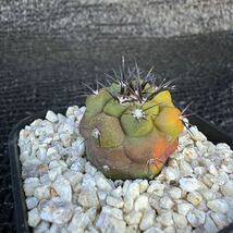 Copiapoa sp錦　実生 （黒王丸×カルデナラ）×dura （cinerea×calderana）×dura_画像4