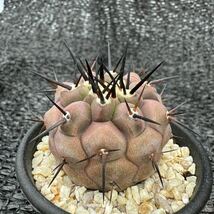 黒王丸　実生 Copiapoa cinerea_画像7