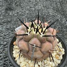 黒王丸　実生 Copiapoa cinerea_画像5