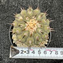 黒王丸　接木 Copiapoa cinerea_画像8