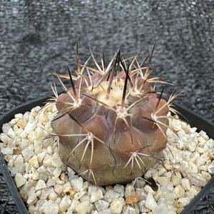 Copiapoa sp 実生 （黒王丸×カルデナラ）×黒王丸 （cinerea×calderana）×Copiapoa cinerea 