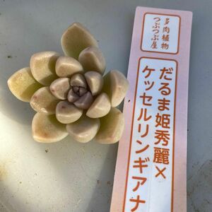 札付き　おもち　だるま姫秀麗Xケッセルリンギアナ　つぶつぶ屋　クアトロ　多肉植物　セダム　サボテン　多肉　エケベリア　