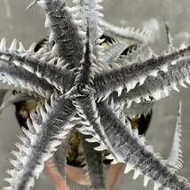 ［Pof］Dyckia Imperial Crown × GW ディッキア・インペリアルクラウン× GW_画像2