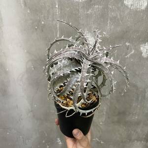 ［Pof］Dyckia goehringii Original Clone ディッキア・ゴエリンギー・オリジナルクローン