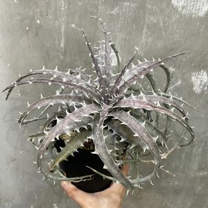 ［Pof］Dyckia goehringii Original Clone ディッキア・ゴエリンギー・オリジナルクローン