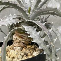 ［Pof］Dyckia goehringii Original Clone ディッキア・ゴエリンギー・オリジナルクローン_画像3