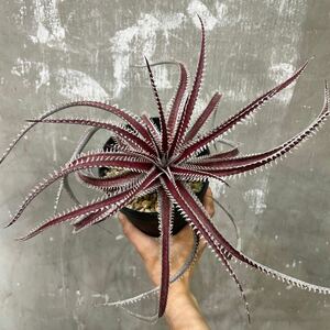 ［Pof］Dyckia All Spark ディッキア・オールスパーク