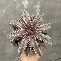 ［Pof］Dyckia California × 4OJ5 xx1-3 ディッキア・カリフォルニア×フォースオブジュライシリーズ xx1-3_画像1