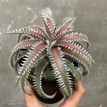 ［Pof］Dyckia California × 4OJ5 xx1-3 ディッキア・カリフォルニア×フォースオブジュライシリーズ xx1-3_画像3