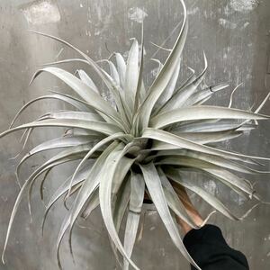 ［Pof］Tillandsia chiapensis × streptophylla ティランジア・チアペンシス×ストレプトフィラ