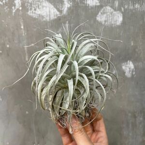 [Pof]Tillandsia chapeuensis var. turriformisti Ran jia* tea peuensis*chuliforu mistake 