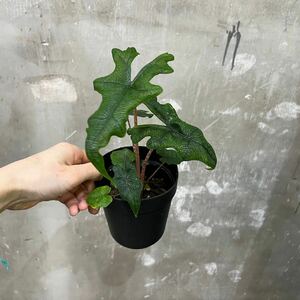 ［Pof］Alocasia jacklyn アロカシア・ジャックリン①