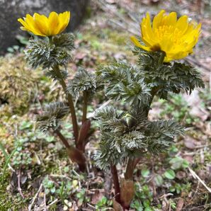 福寿草　4本　根付き/■送料無料 山野草 東北産 天然　ゆうパケット フクジュソウ　無農薬