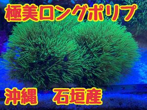 Star поли p[ Okinawa Ishigakijima производство ] * прекрасный зеленый ~ длинный длинный поли p ramen старт po soft коралл коралл .. драгоценнный камень 