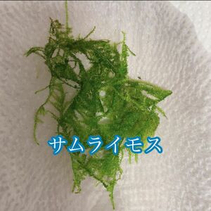 水草　サムライモス　画像の量になります