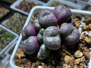 コノフィツム Conophytum ficiforme 白花　群生　鉢ごと発送可能　多肉植物 