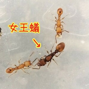 キイロオオシワアリ 女王蟻6匹+ワーカー約20匹くらい+幼虫の画像1