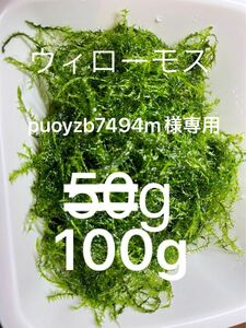 ★国産　★無農薬　★ウィローモス　★100g ★めだか　★産卵床　★水草　★送料無料