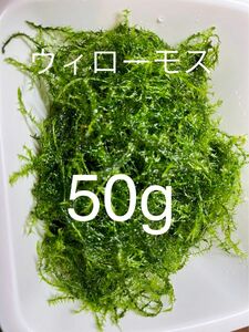 ★国産　★無農薬　★ウィローモス　★50g ★めだか　★産卵床　★水草　★送料無料