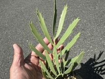 レア！ドロミティクス Wolkberg フォーム , エンセファラルトス / Encephalartos dolomiticus ソテツ 蘇鉄_画像6