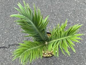 ケリヌス（セリヌス） , エンセファラルトス / Encephalartos cerinus ソテツ 蘇鉄