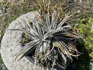 【 Dyckia South Bay x Arizona #9 Select Sueb hybrid 】 ディッキア アナナス