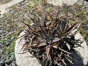 【 Dyckia Bangkok Star hybrid 】 ディッキア アナナス