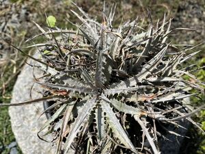 【 Dyckia Black Ice F2 】 ディッキア アナナス