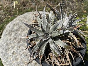 【 Dyckia #503 】 ディッキア アナナス