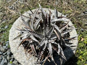 【 Dyckia Sawfish x Arizona 】 ディッキア アナナス