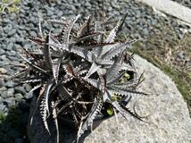 【 Dyckia Sawfish x Arizona 】 ディッキア アナナス_画像2