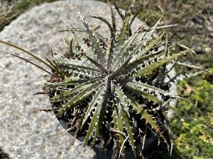 【 Dyckia Zinfandel F2#8 x fosteriana Silver Queen 】 ディッキア アナナス