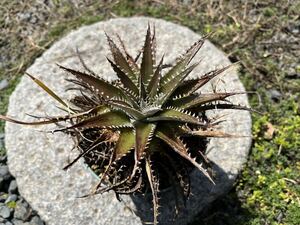 【 Dyckia Mini Tarzan 】 ディッキア アナナス