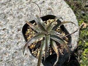 【 Dyckia California 】 ディッキア アナナス