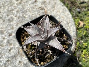 【 Dyckia Bordeaux 】 ディッキア アナナス