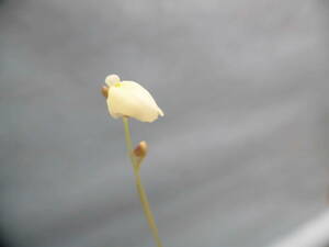 食虫植物 ウトリキュラリア リビダ レモンイエロー 