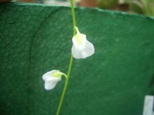 食虫植物　ウトリキュラリア　10点セット