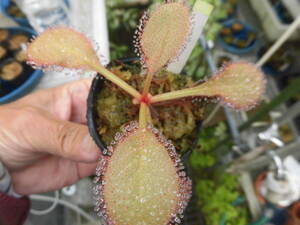 食虫植物 ドロセラ アンドロメダ 4th 特大直径12cm・・・ 