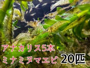 送料無料 離れ島不可 ミナミヌマエビ20匹＋α死着保証分とアナカリス5本セット即決価格 淡水エビ 餌 水草 コケ取り川エビ