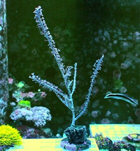 【サンゴプレゼント企画継続!！】[ Muriceopsis flavida ] パープルシープラム ( カリブ産 )