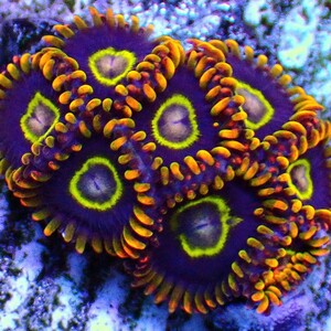 [ USAマメスナ Rainbow Hornet Zoanthids ] マメスナギンチャク