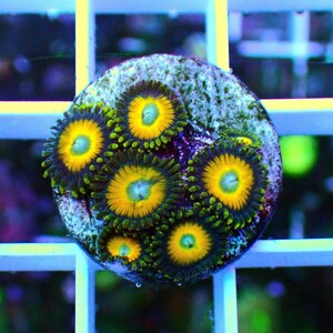 [ USAマメスナ Scrambled Egg Zoanthids ] マメスナギンチャク