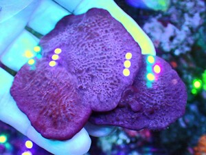 【サンゴの日プレゼント企画開催中!！】[ Purple Blue Plating Photosynthetic Sponge ] 好日性パープルブルー カップ スポンジ(海綿類) 