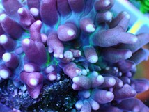 【サンゴの日プレゼント企画開催!！】[ Purple & Green Hairy Mushroom (Rhodactis sp.) ] ヘアリーディスクコーラル_画像1